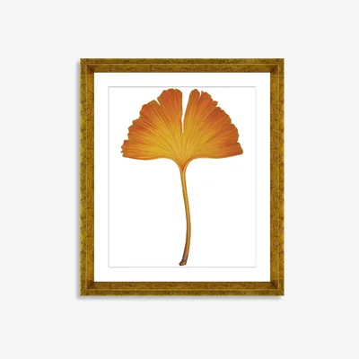 John Lewis Ginkgo Leaf 2 - Framed Print & Mount, 56 x 46cm, Orange