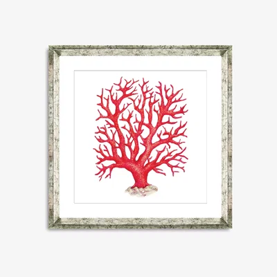 John Lewis Red Coral 2 - Framed Print & Mount, 46 x 46cm, Red