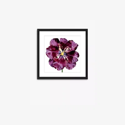 John Lewis Burgundy Tulip 3 - Framed Print & Mount, 56 x 56cm, Burgundy