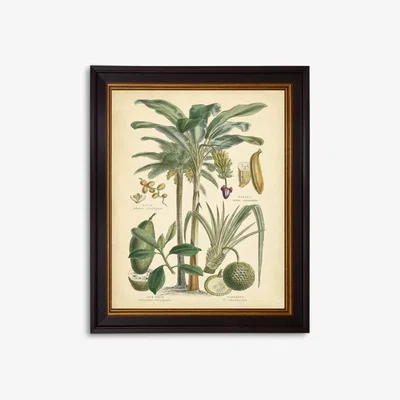 John Lewis Fruitful Palm II - Framed Print, 51 x 41cm, Green