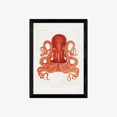 John Lewis EAST END PRINTS Natural History Museum 'Octopus' Framed Print