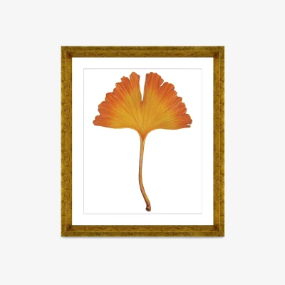 John Lewis Ginkgo Leaf 1 - Framed Print & Mount, 56 x 46cm, Orange