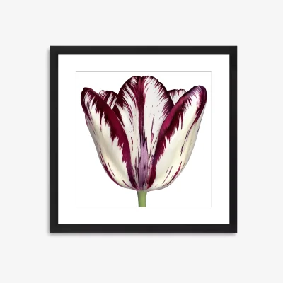 John Lewis Burgundy Tulip 1 - Framed Print & Mount, 56 x 56cm, Burgundy