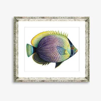 John Lewis Tropical Fish 6 - Framed Print & Mount, 36 x 46cm, Purple/Yellow