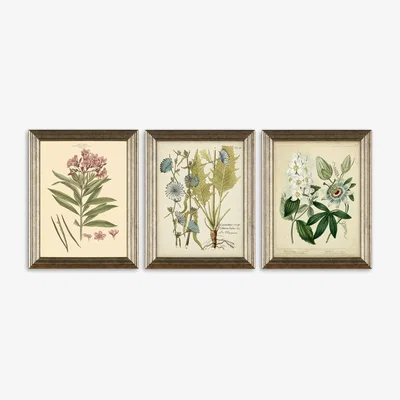 John Lewis Botanical Florals Framed Prints, Set of 3, 47 x 37cm, Green/Multi