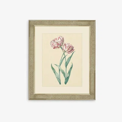 John Lewis Tulips I - Framed Print & Mount, 60 x 50cm, Pink/Multi