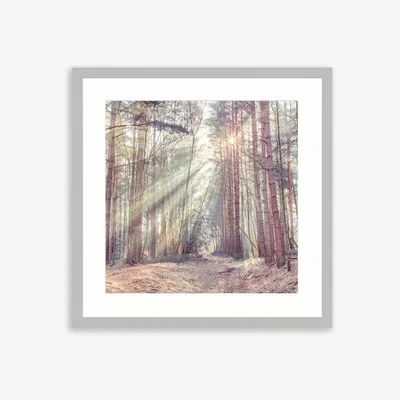 John Lewis Assaf Frank - Sunlit Forest Framed Print & Mount, 74.5 x 74.5cm, Grey/Multi