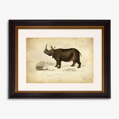 John Lewis Rhinoceros - Framed Print & Mount, 33 x 43cm, Grey
