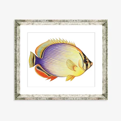 John Lewis Tropical Fish 2 - Framed Print & Mount, 36 x 46cm, Yellow/Multi