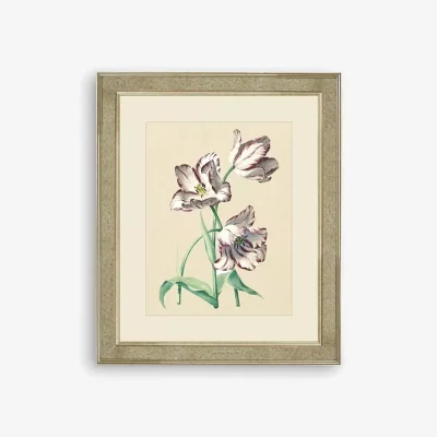 John Lewis Tulips IV - Framed Print & Mount, 60 x 50cm, Multi