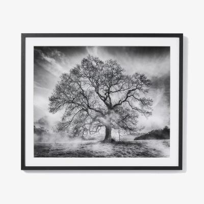 John Lewis John Lewis Adrian Houston 'Haddon Ash' Framed Print, 70 x 82cm, Black/White