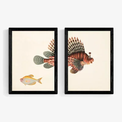 John Lewis EAST END PRINTS Natural History Museum 'Fish' Framed Print, Set of 2