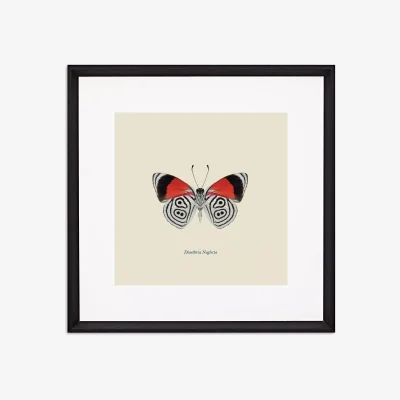 John Lewis Diaethria Neglecta Butterfly - Framed Print & Mount, 45.5 x 45.5cm, Red/Multi