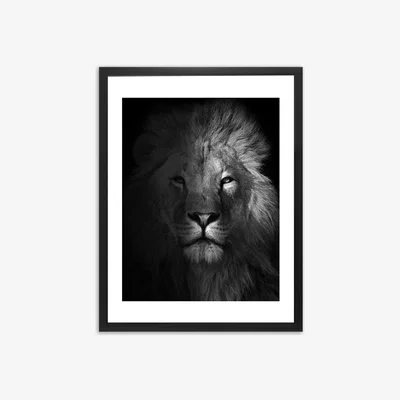 John Lewis Lion Framed Print & Mount, 81 x 65.5cm, Black/White