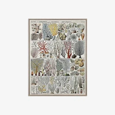 John Lewis Coral Ecology Framed Wrapped Canvas Print, 83 x 63cm, Green