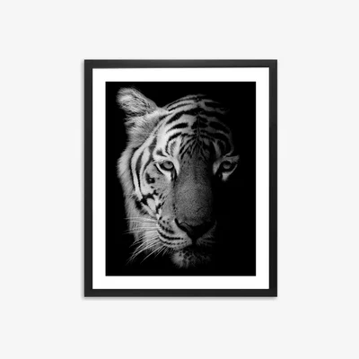 John Lewis Tiger Framed Print & Mount, 81 x 65.5, Black/White