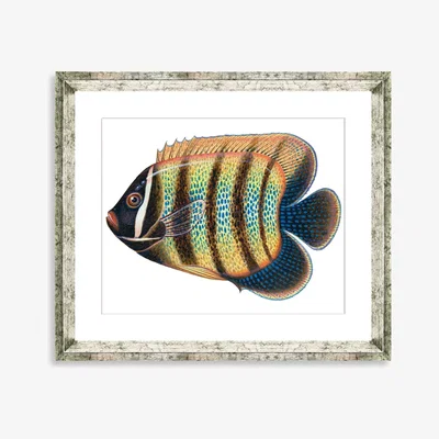 John Lewis Tropical Fish 5 - Framed Print & Mount, 36 x 46cm, Yellow/Multi