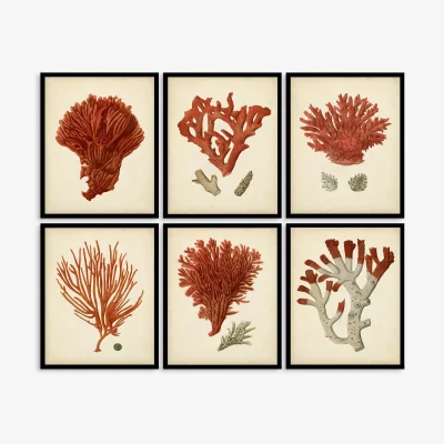 John Lewis Red Coral - Framed Print & Mount, Set of 6, 32 x 26cm, Red