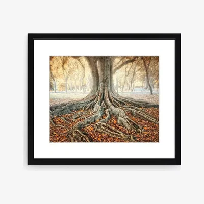 John Lewis Zu Sanchez - Ancient Roots Framed Print & Mount, 58 x 73cm, Brown