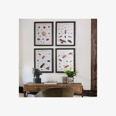 John Lewis One.World Insect Wood Framed Print, Set of 4, 50 x 40cm, Black