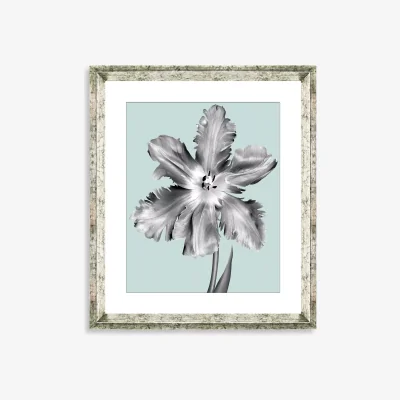 John Lewis Tulip on Blue 5 - Framed Print & Mount, 46 x 36cm, Blue