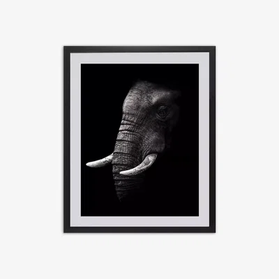 John Lewis Elephant Framed Print & Mount, 81 x 65.5cm, Black/White