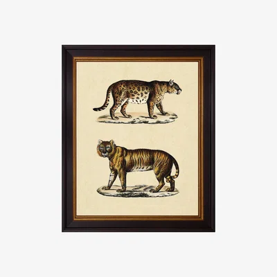 John Lewis Brookpace Lascelles 'Animal Studies II' Framed Print, 50 x 40cm, Brown/Cream