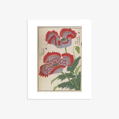 John Lewis RHS - Red Poppy Botanical Unframed Print & Mount, 50 x 40cm, Red/Multi
