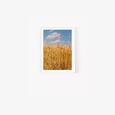 John Lewis EAST END PRINTS Bethany Young 'Summer Wheat Fields II' Framed Print