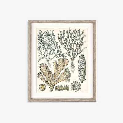 John Lewis Carnation Coral Framed Print, 42 x 35cm, Green