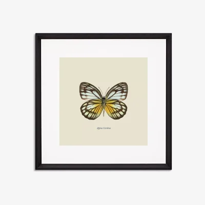 John Lewis Appias Cardena Butterfly - Framed Print & Mount, 45.5 x 45.5cm, Yellow/Multi