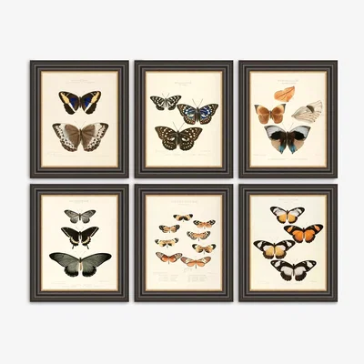 John Lewis Butterflies Framed Prints, Set of 6, 37 x 31cm, Multi