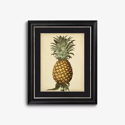 John Lewis George Brookshaw - Antique Pineapple I Framed Print & Mount, 60 x 50cm, Black/Multi