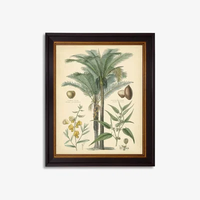 John Lewis Fruitful Palm I - Framed Print, 51 x 41cm, Green