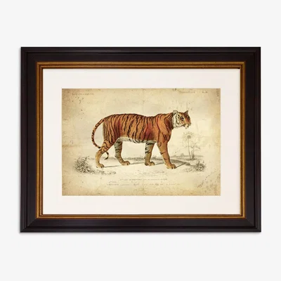 John Lewis Tiger - Framed Print & Mount, 33 x 43cm, Orange