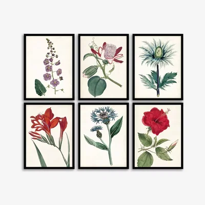 John Lewis Garden Botanicals - Framed Prints, Set of 6, 42 x 32cm, Multi