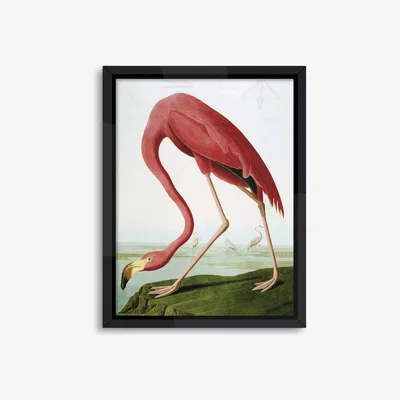 John Lewis John James Audubon - Flamingo Framed Print, 86 x 66cm, Pink