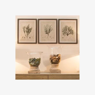 John Lewis One.World Botanical Wood Framed Print, Set of 3, 60 x 46.5cm, Grey