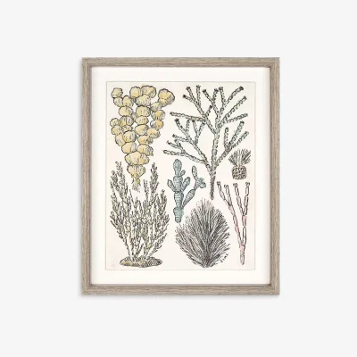 John Lewis Sea Fan Framed Print, 42 x 35cm, Green