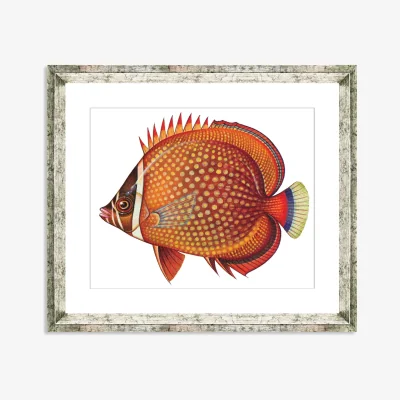 John Lewis Tropical Fish 3 - Framed Print & Mount, 36 x 46cm, Orange