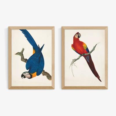 John Lewis EAST END PRINTS Natural History Museum 'Parrots' Framed Print, Set of 2