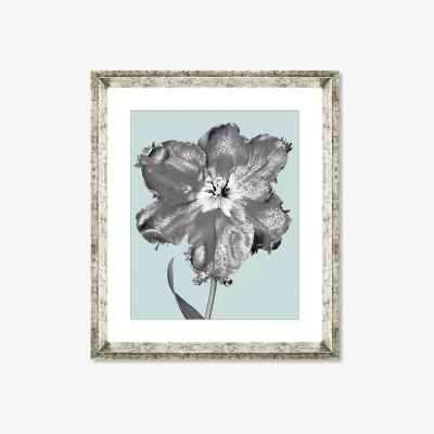 John Lewis Tulip on Blue 6 - Framed Print & Mount, 46 x 36cm, Blue
