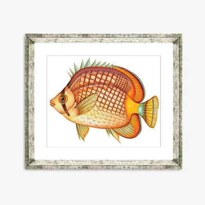 John Lewis Tropical Fish 1 - Framed Print & Mount, 36 x 46cm, Orange