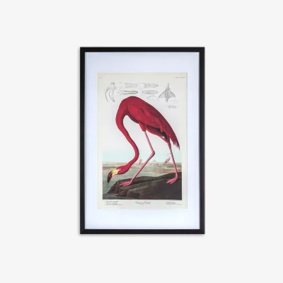 John Lewis John James Audubon - American Flamingo Framed Print & Mount, 91 x 61cm, Pink