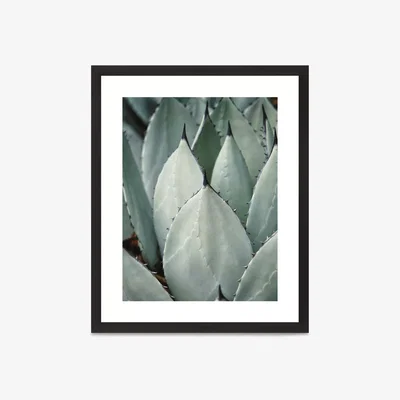 John Lewis Agave 2 - Framed Print & Mount, 56 x 46cm, Green