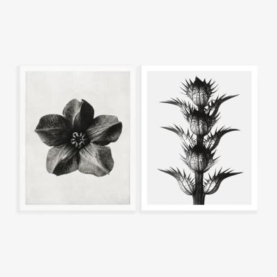 John Lewis John Lewis ANYDAY Cobaea & Acanthus Unframed Prints, 50 x 40cm, Set of 2, Black