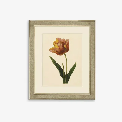 John Lewis Tulips II - Framed Print & Mount, 60 x 50cm, Multi