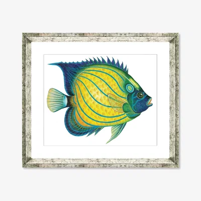 John Lewis Tropical Fish 4 - Framed Print & Mount, 36 x 46cm, Yellow/Blue
