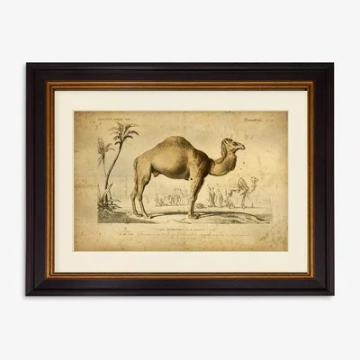 John Lewis Camel - Framed Print & Mount, 33 x 43cm, Multi