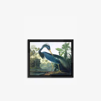 John Lewis John James Audubon - 'Tropical Bird II' Framed Print, 56 x 46cm, Blue